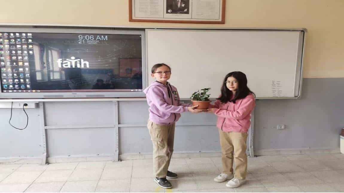 Okulumuz Sınıf Cam Kenarlarında Saksıda Çiçek Yetiştiriyoruz